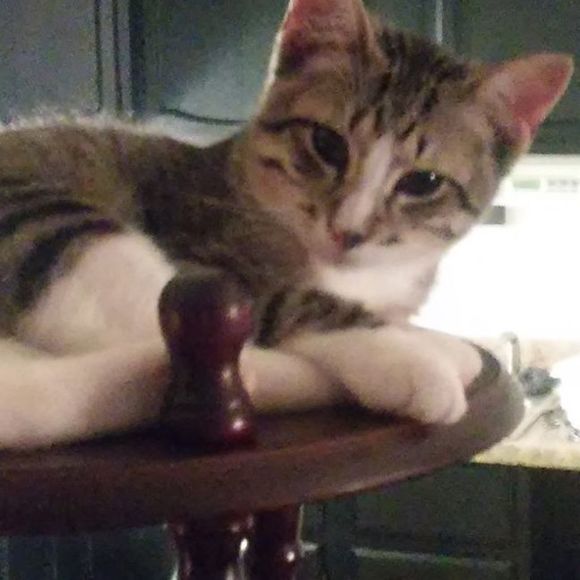 Meet your Posher, Daniel - Picture 1 of 1